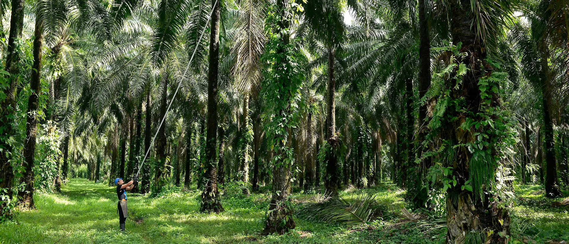 Muž zbiera plody palmy v palmovom háji