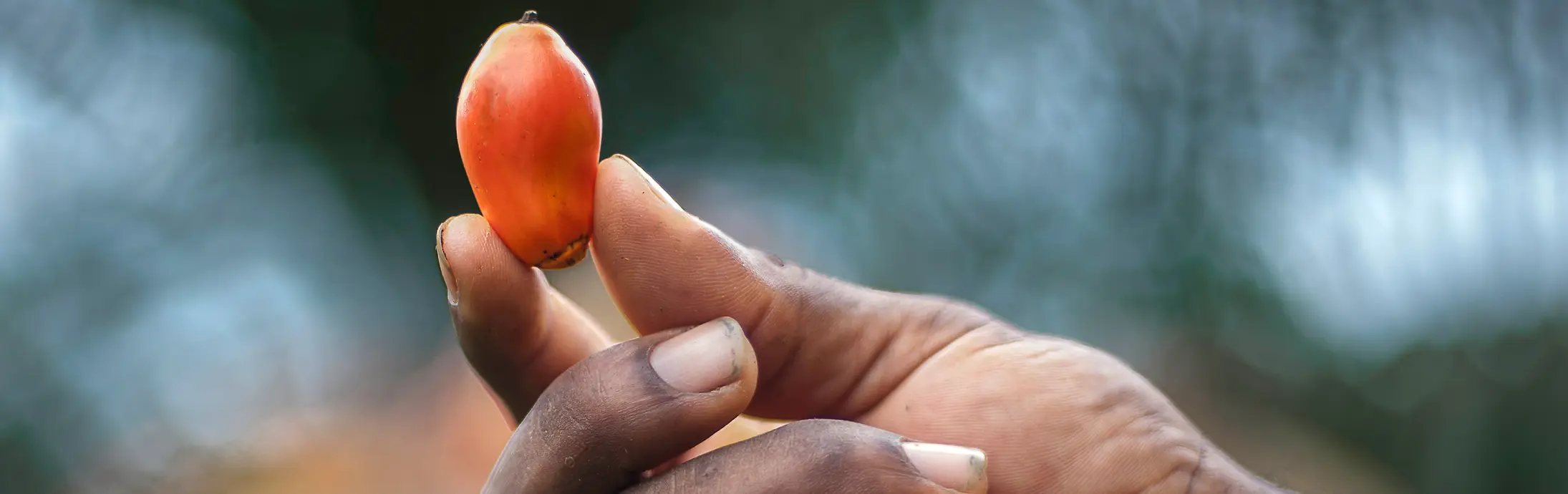 Čerstvé plody palmy držané medzi prstami, pričom prirodzené svetlo zvýrazňuje ich hladký povrch.