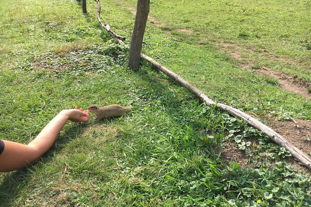 Kŕmenie sysľov na Muráni