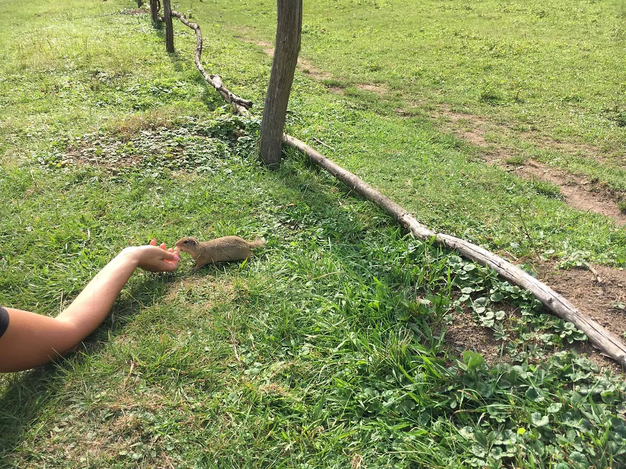 Kŕmenie sysľov na Muráni