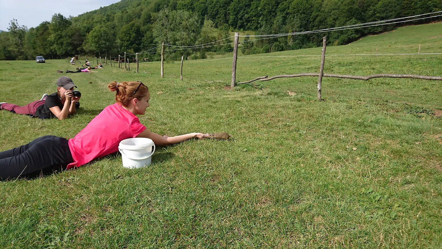 Kŕmenie sysľov na Muráni