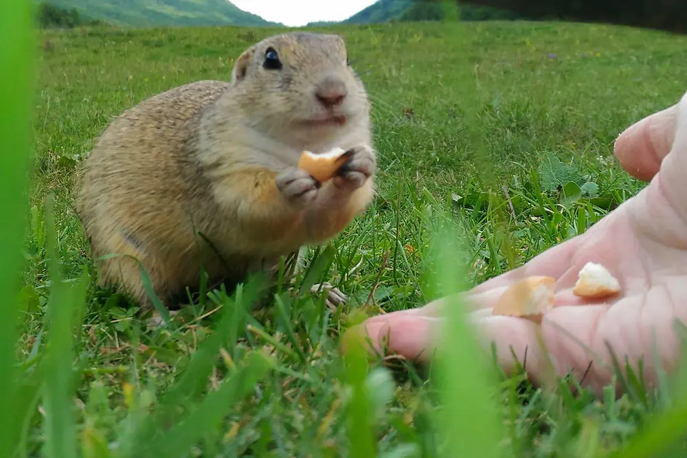 Kŕmenie sysľov na Muráni