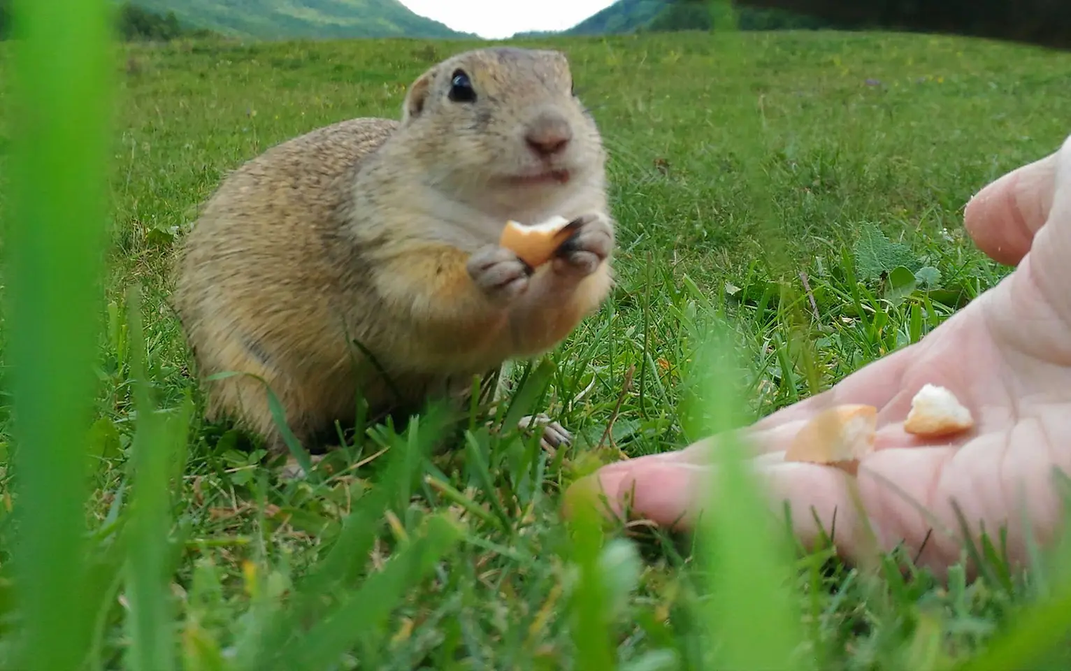 Kŕmenie sysľov na Muráni